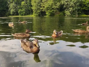 С 14 июля нижегородский Минлесхоз начнет выдавать разрешения на добычу пернатой дичи